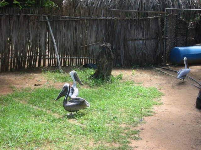 Pelikane