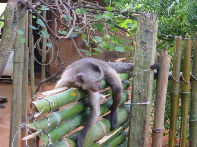 Äffchen