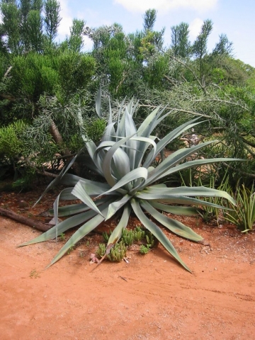Riesige Aloe Vera Pflanze
