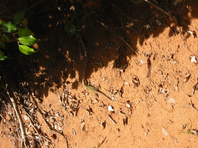 Ein Gecko