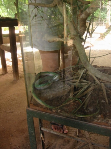 Schlange hinter Glasscheibe