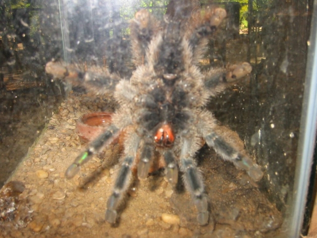 Spinne hinter Glasscheibe