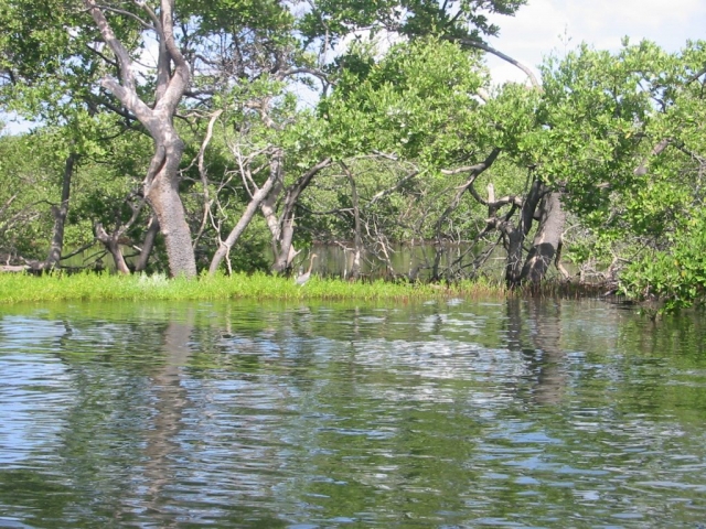 Vogel mit langem Hals auf kleiner Insel im Fluss