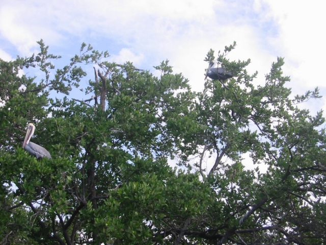 Vögel in Bäumen