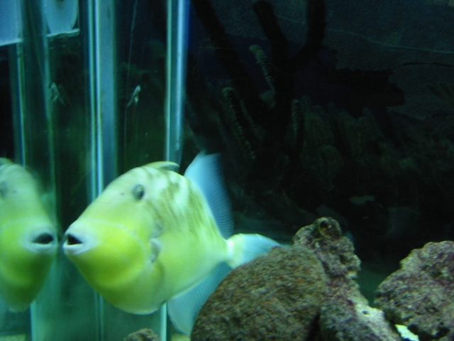 Gelber Fisch