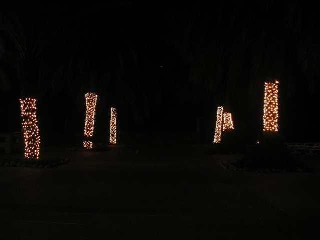 LEDs an Palmen im Dunkeln