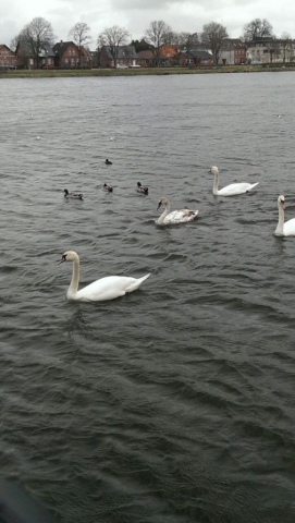 Schwäne und Enten
