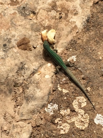 grüner Salamander isst Brot