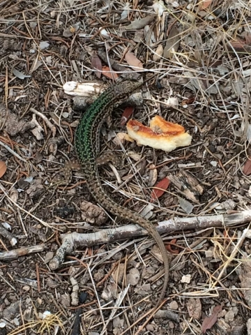 Essen für den Grünen Salamander