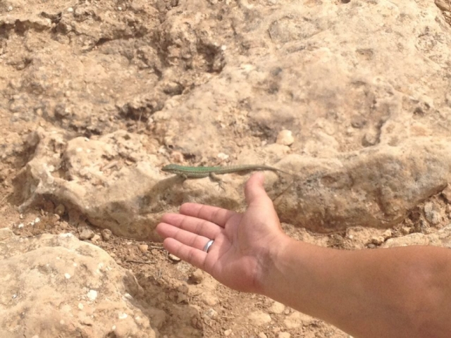 Ein kleiner grüner Salamander gar nicht scheu