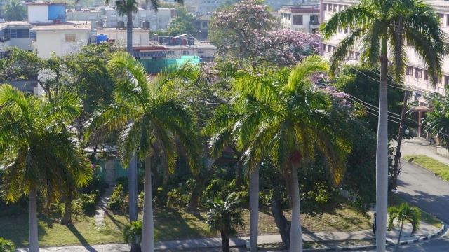 Blick aus dem Hotel – Allee mit Palmen