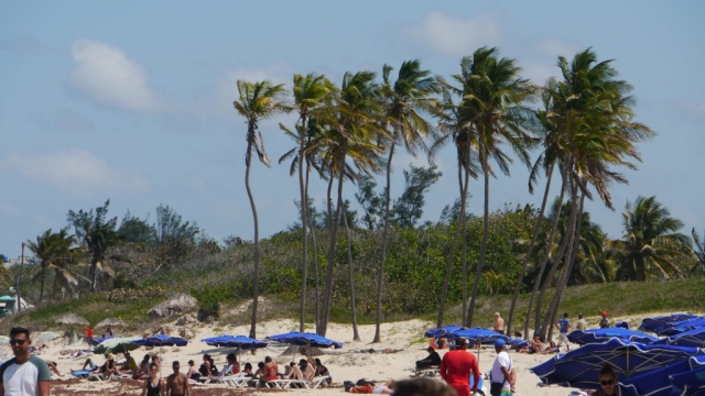 Palmenkolonie am Strand – Santa María del Mar, Playas de Este
